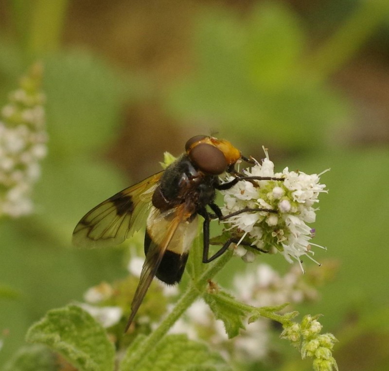 5994093f71-mosca04set.jpg