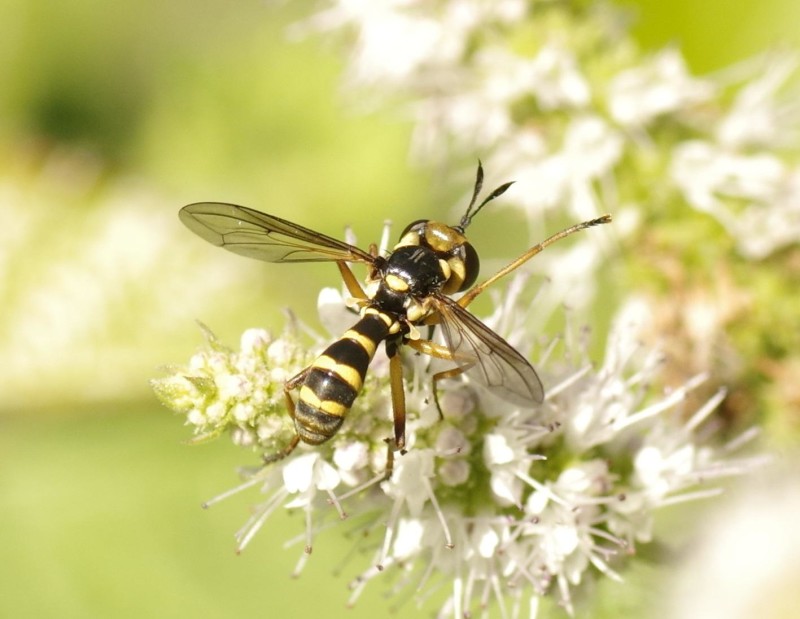 599556ce9b-mosca29ago2.jpg