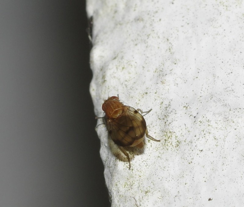 599725c05b-mosca18ago.jpg