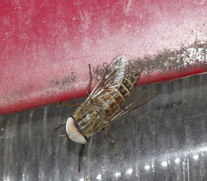 59983f3b84-mosca19ago1.jpg