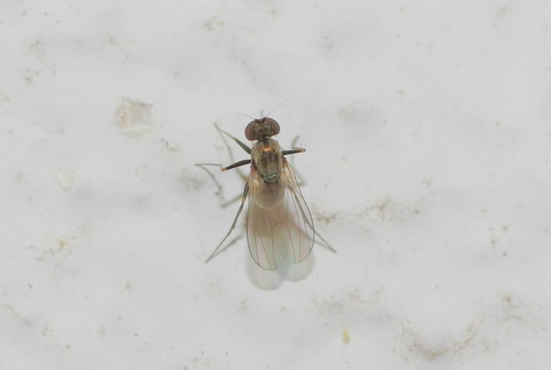 599840693a-mosca19ago.jpg