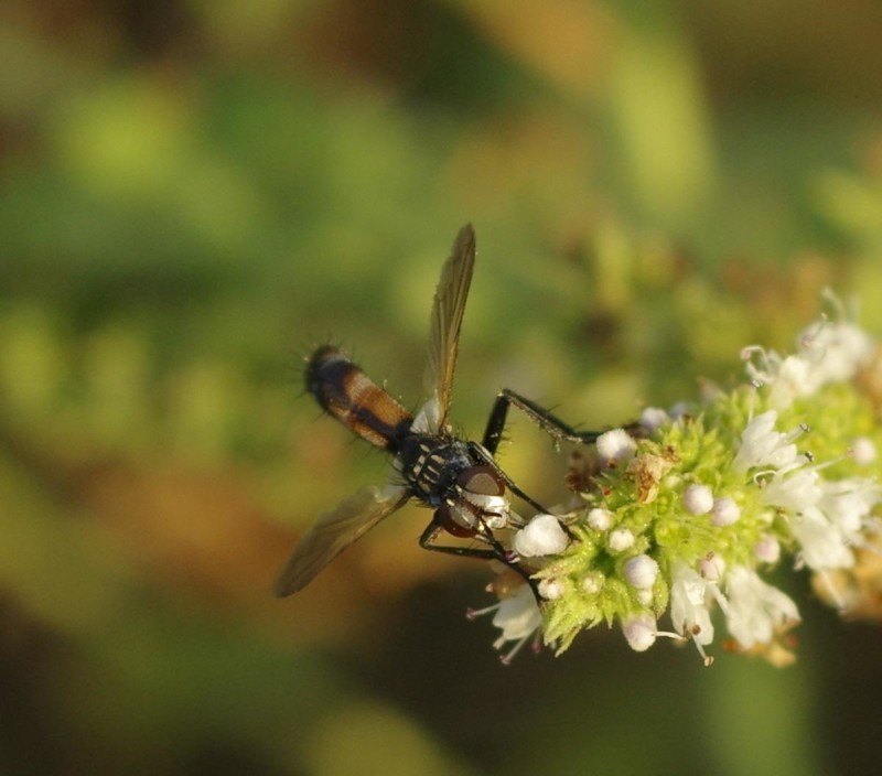 599bdab532-mosca26ago.jpg
