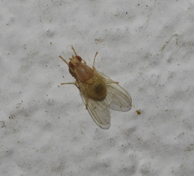 599be3f8cd-mosca21ago.jpg