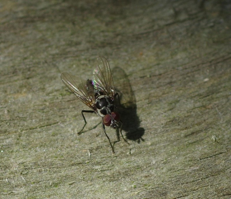599be5ac9c-mosca21ago1.jpg