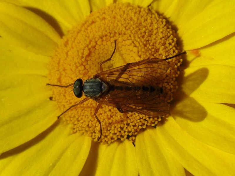 599f2c1b65-6.-rhagio.jpg