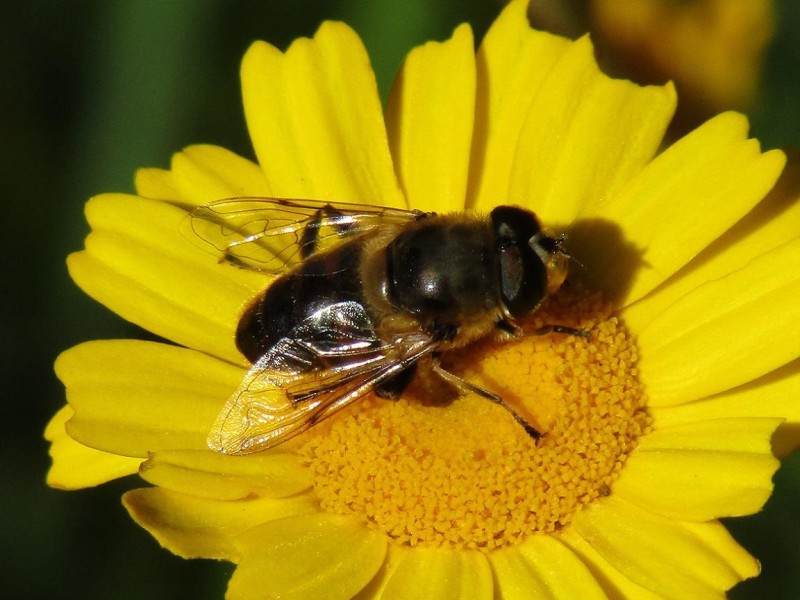 599f2c82d7-8.-mosca-zangano.jpg