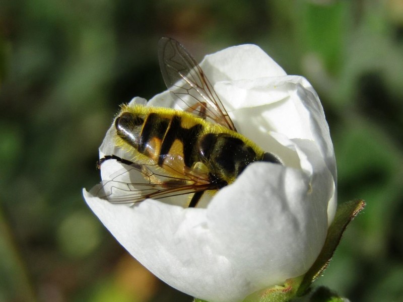 599f2f4b33-19.-mosca-abeja.jpg