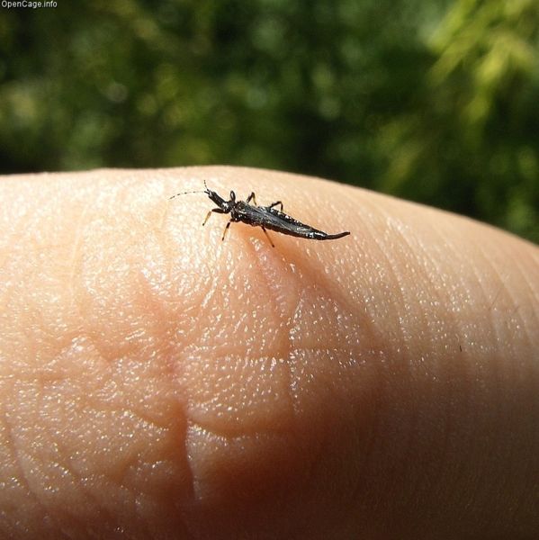 599px-Ponticulothrips_diospyrosi.jpg