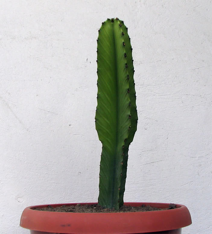 59_A.jpg