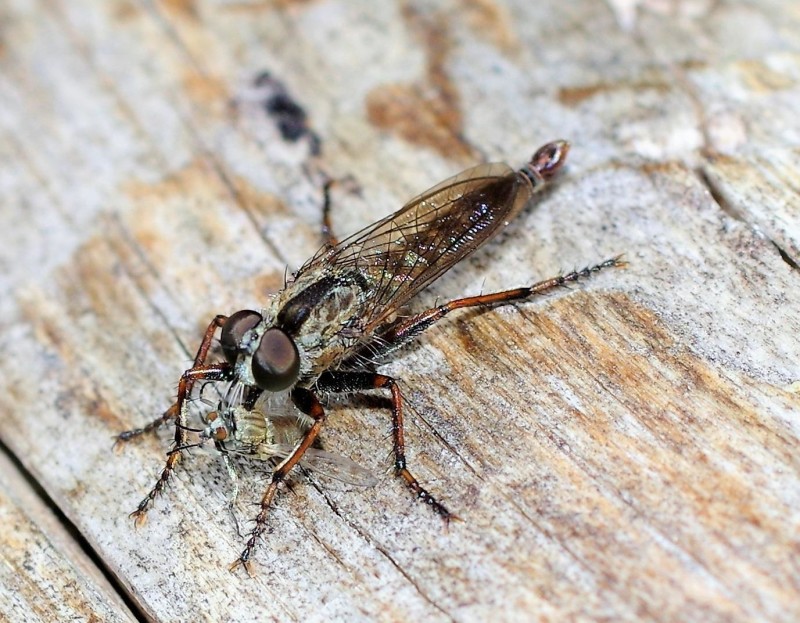 59a1b94fcd-mosca26ago2.jpg