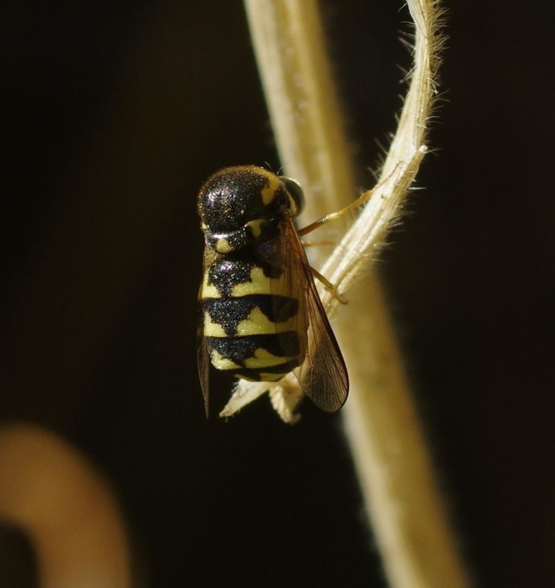 59aa651271-mosca01set1.jpg