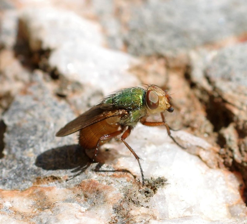 59aa65bc85-mosca01aet.jpg