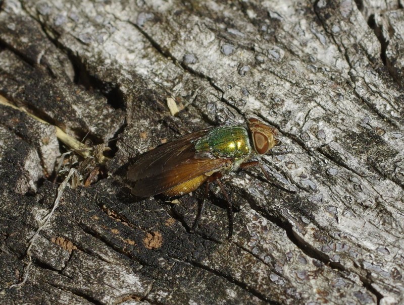 59aa65bcd6-mosca01set.jpg