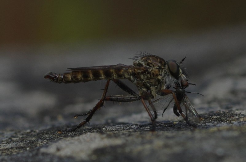 59ac28366c-mosca03set1.jpg