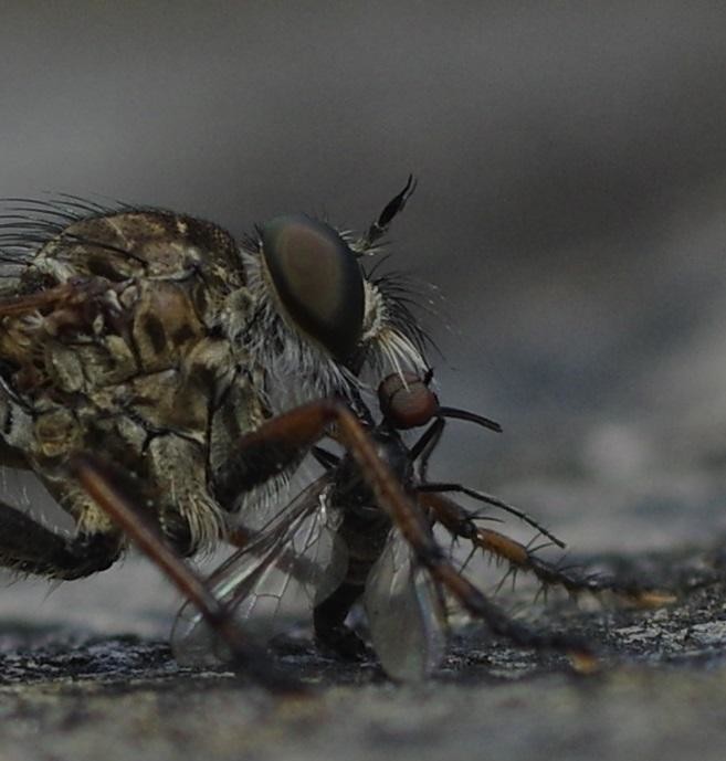 59ac2bc49c-mosca03set2.jpg
