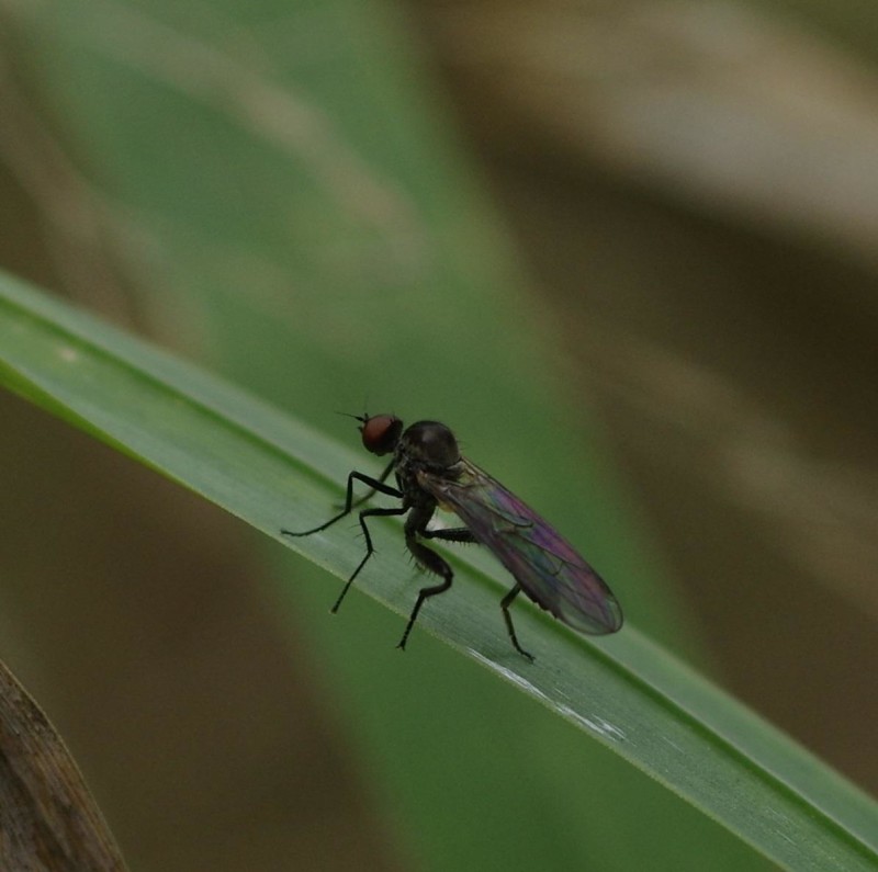59ac6d6474-mosca03set.jpg