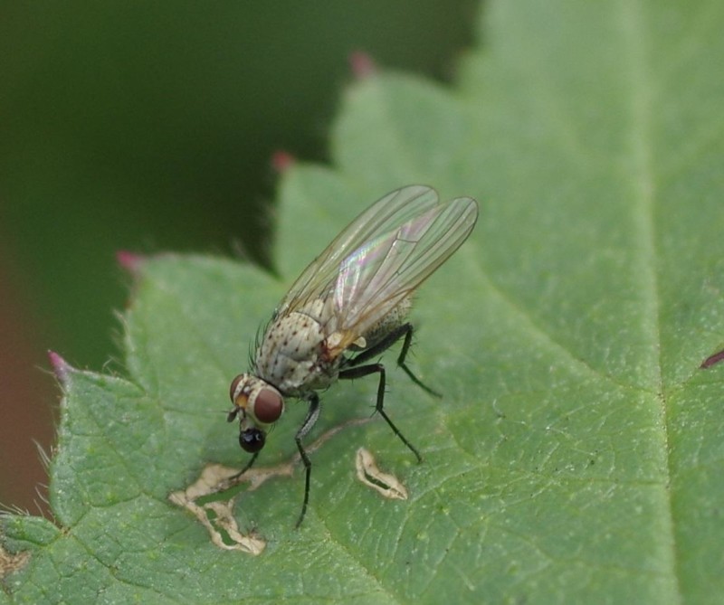 59ae5f451d-mosca29ago3.jpg