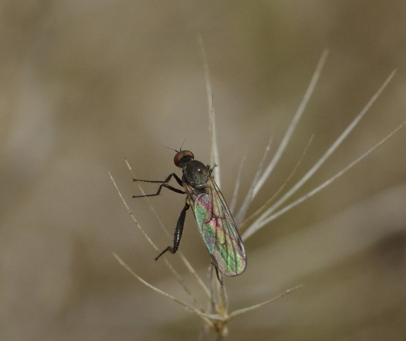 59bd7331d8-mosca16set2.jpg