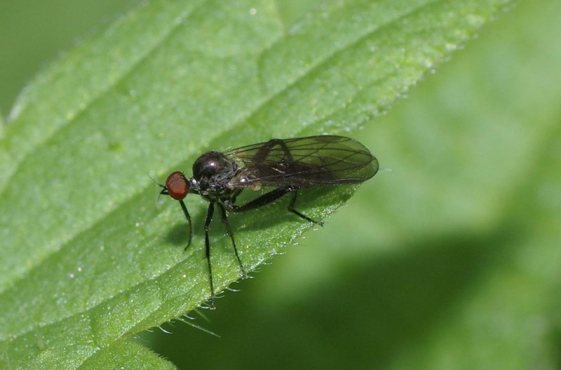 59be5e4088-mosca17set4.jpg