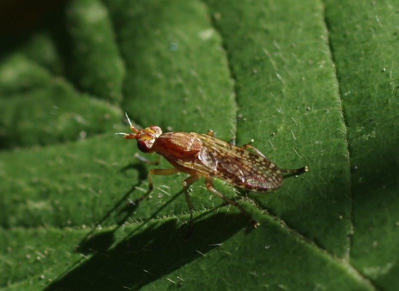 59beb60d8b-mosca13set.jpg