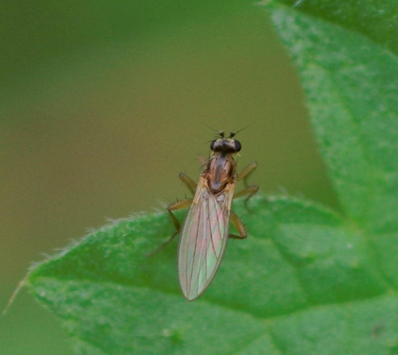 59c40a4dbb-mosca21set.jpg