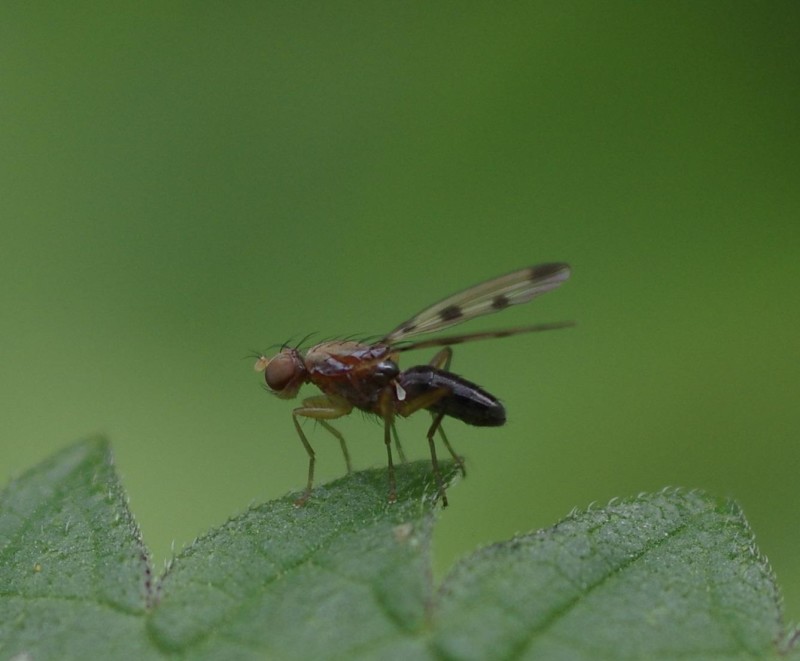 59c40e1223-mosca21set1.jpg