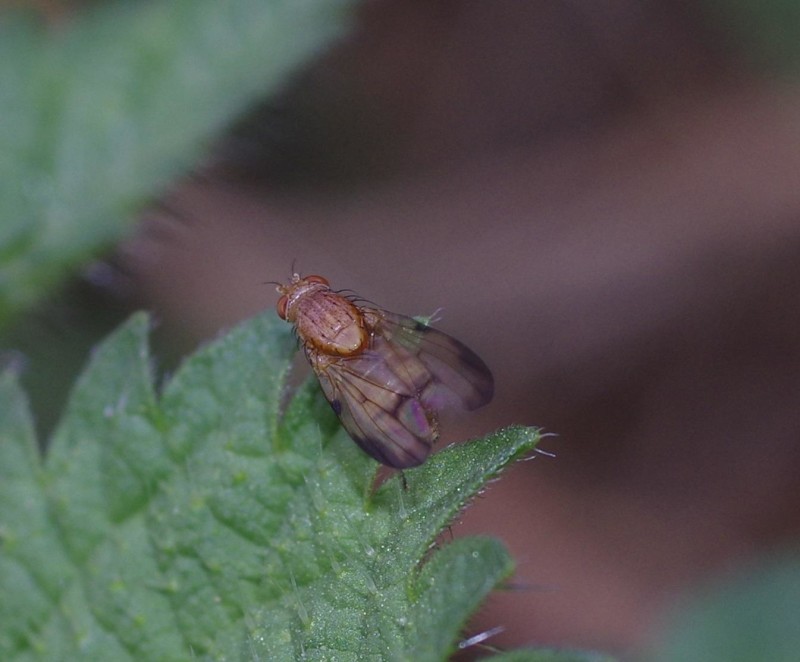 59c698a714-mosca23set.jpg