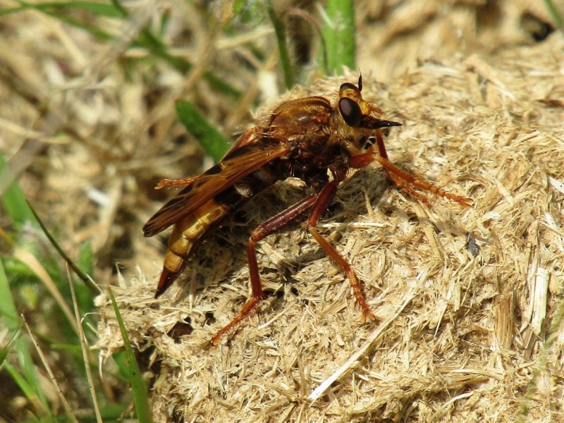 59d6622b4c-123.-asilus-crabroniformis.jpg