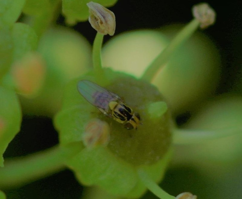 59d774fd2c-mosca06set.jpg
