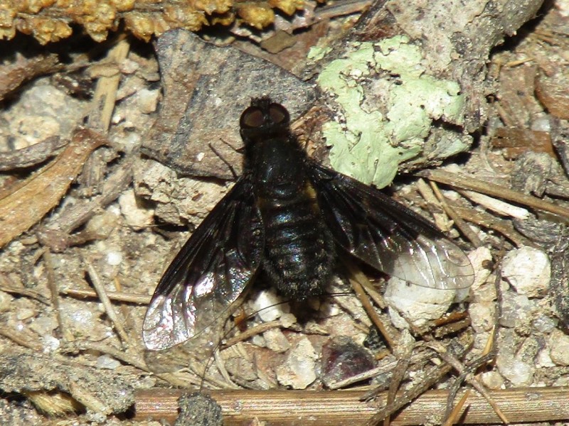 59f7bbccb8-24.-mosca.jpg