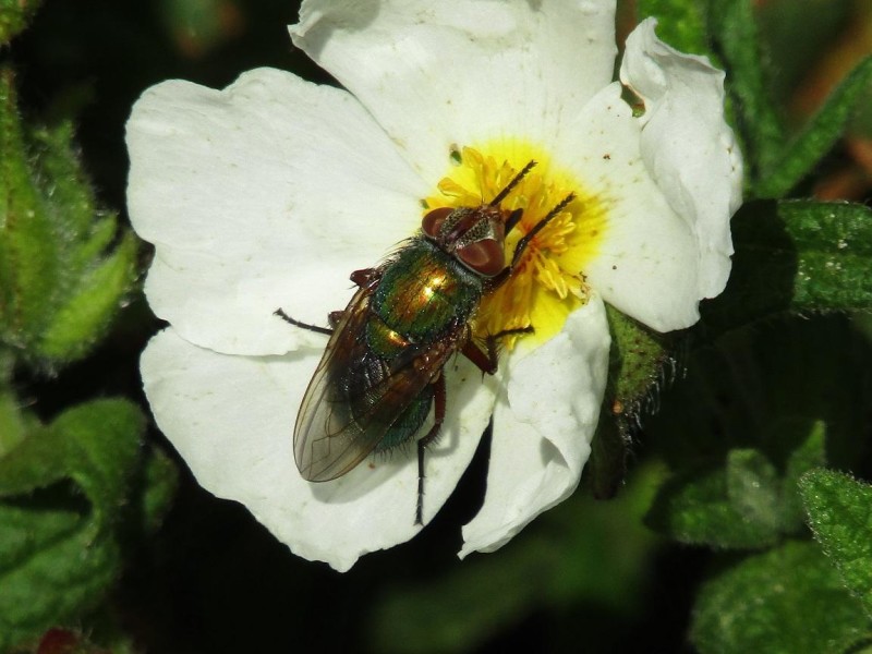 59f9fb4792-34.-mosca.jpg