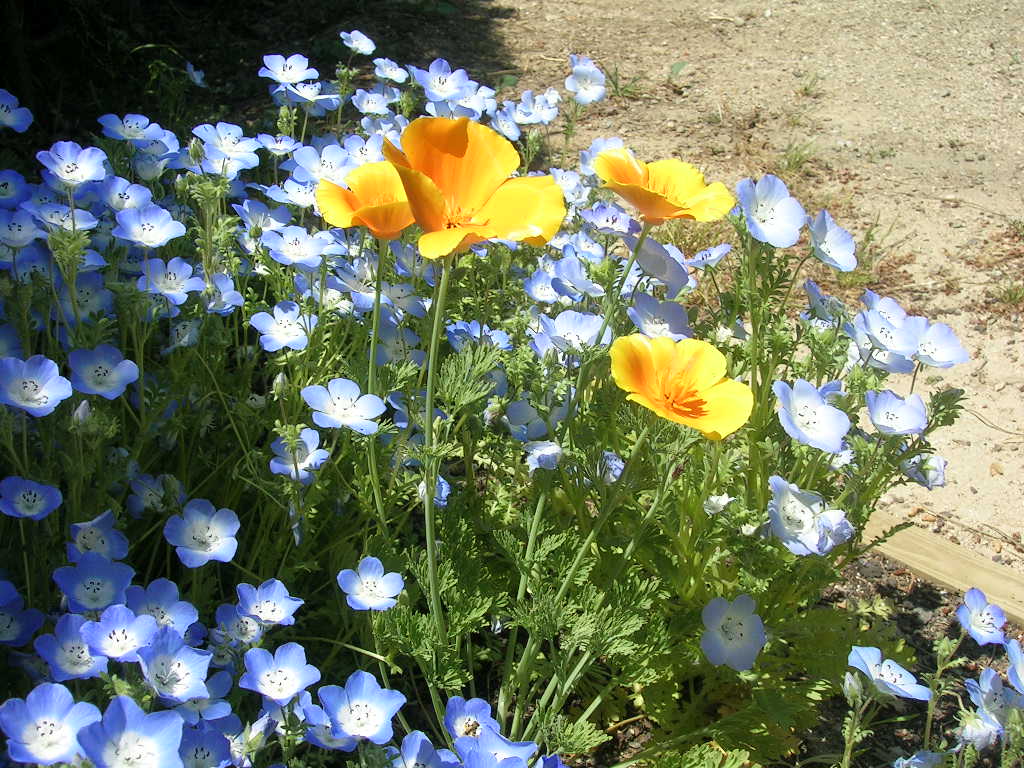 5_15_2012_Eschscholzia_californica_Nemophila_m.jpg