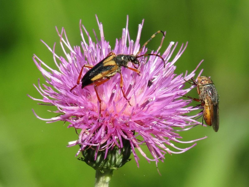 5a0330c275-17.-escarabajo-y-mosca.jpg