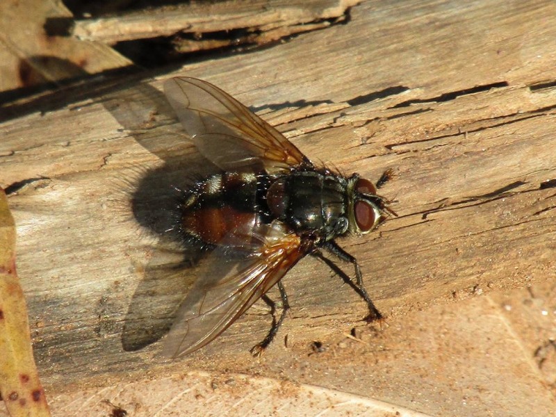 5a033703a6-32.-mosca.jpg