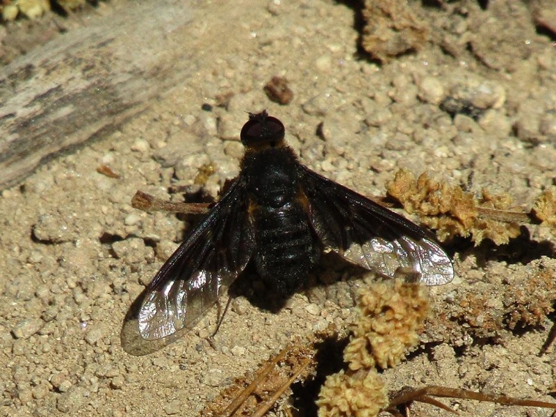 5a038bf65f-56.-mosca.jpg