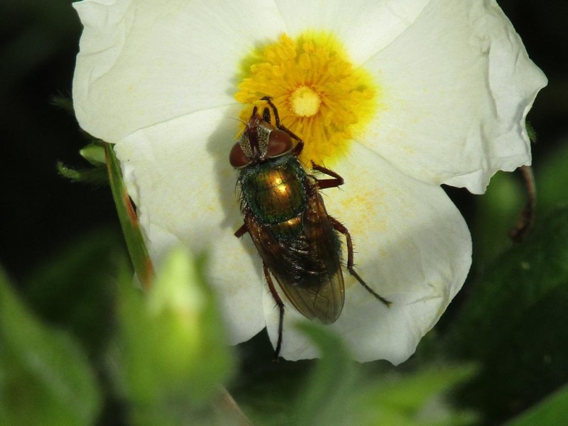 5a087cc6d0-2.-mosca.jpg