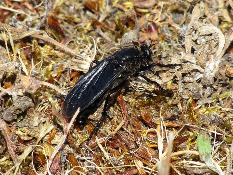 5a0884b718-24.-mosca-asesina.jpg