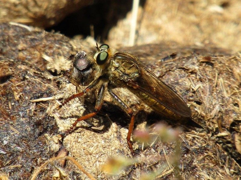 5a1401d668-30.-mosca-asesina.jpg