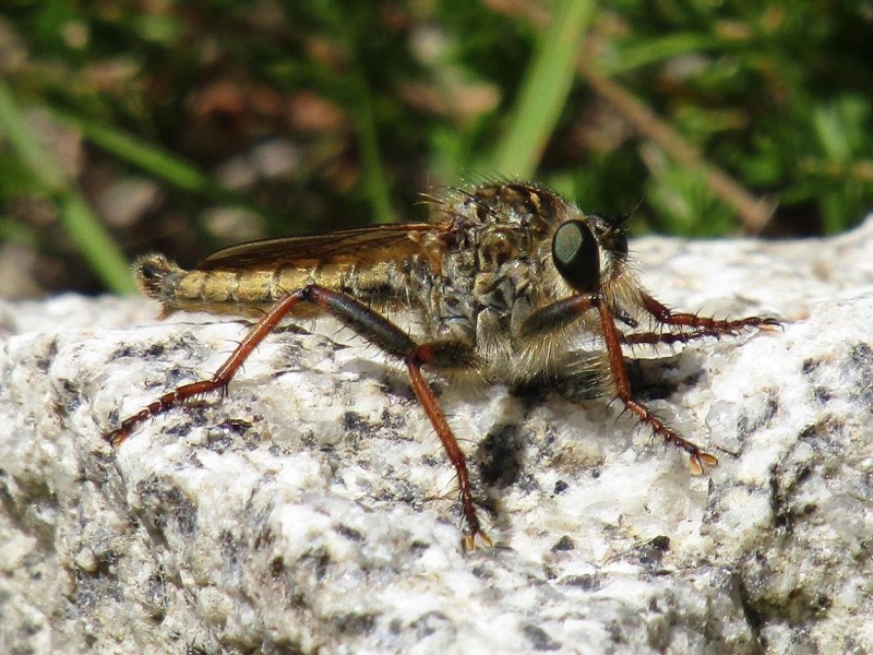 5a140398c5-41.-mosca-asesina.jpg