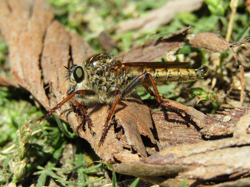 5a1405470d-48.-mosca-asesina.jpg