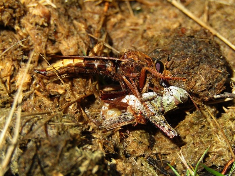 5a54f4f8ab-49.-mosca-asesina1.jpg