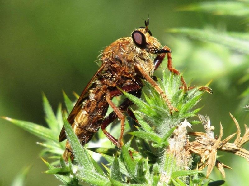 5a54f5fb1a-58.-mosca-asesina.jpg