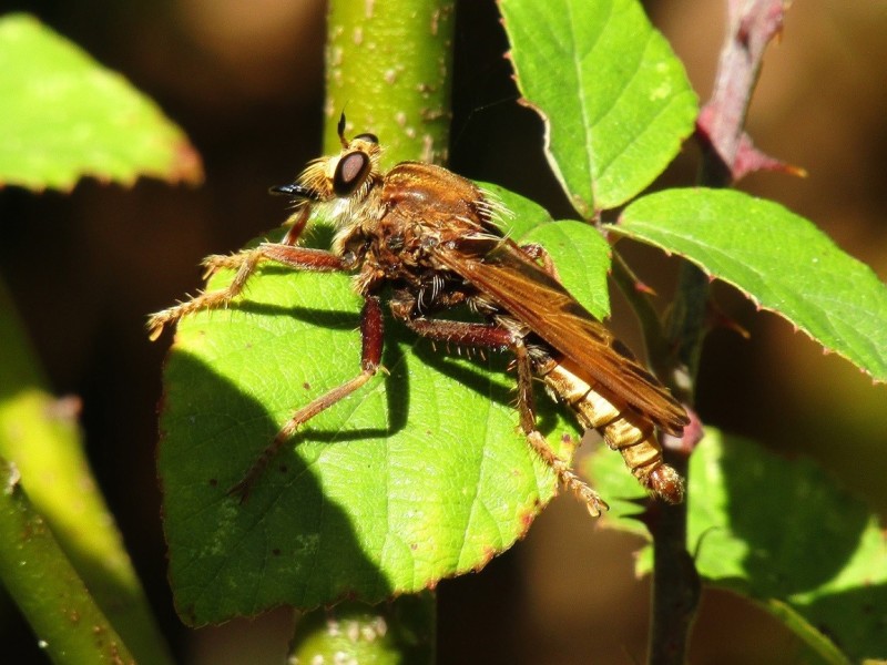 5a6cdf7e06-31.-mosca-asesina.jpg