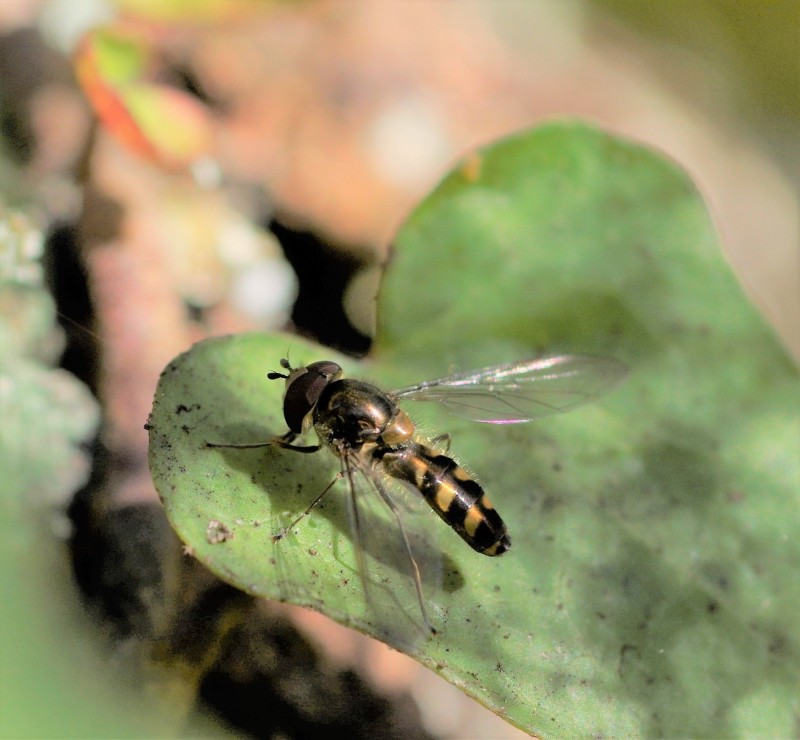 5a70c5fd84-insect30xan-2-.jpg