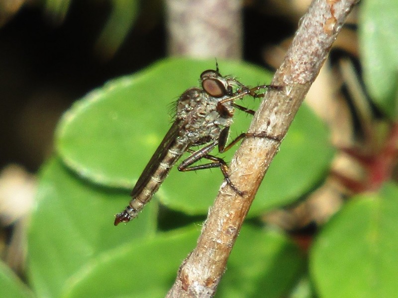 5a75dfbdbc-78.-mosca-asesina.jpg