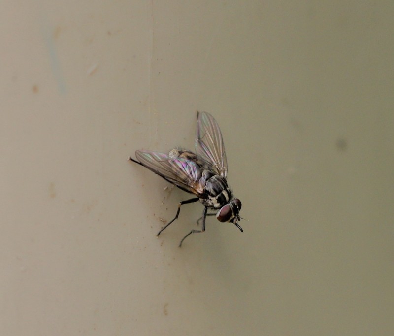 5a7ac2c4d2-insect15out.jpg
