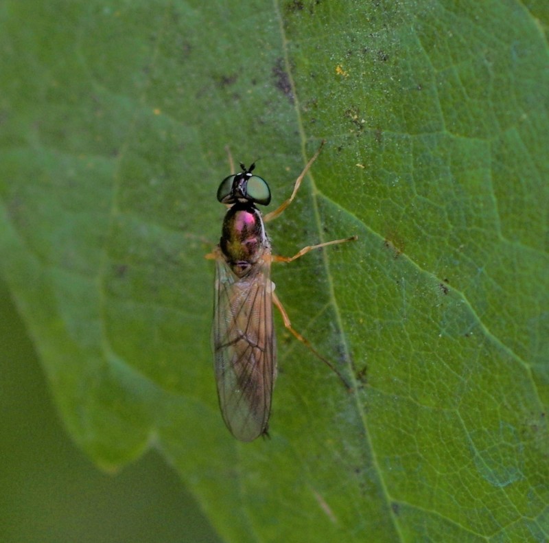 5a7ac3cd09-insect15out02.jpg