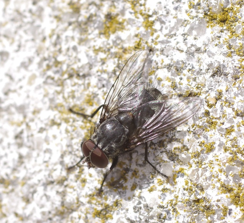 5a7ac4e54a-insect15out03.jpg