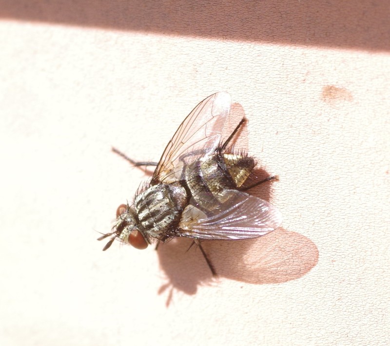 5a7ac6658c-insect22out.jpg