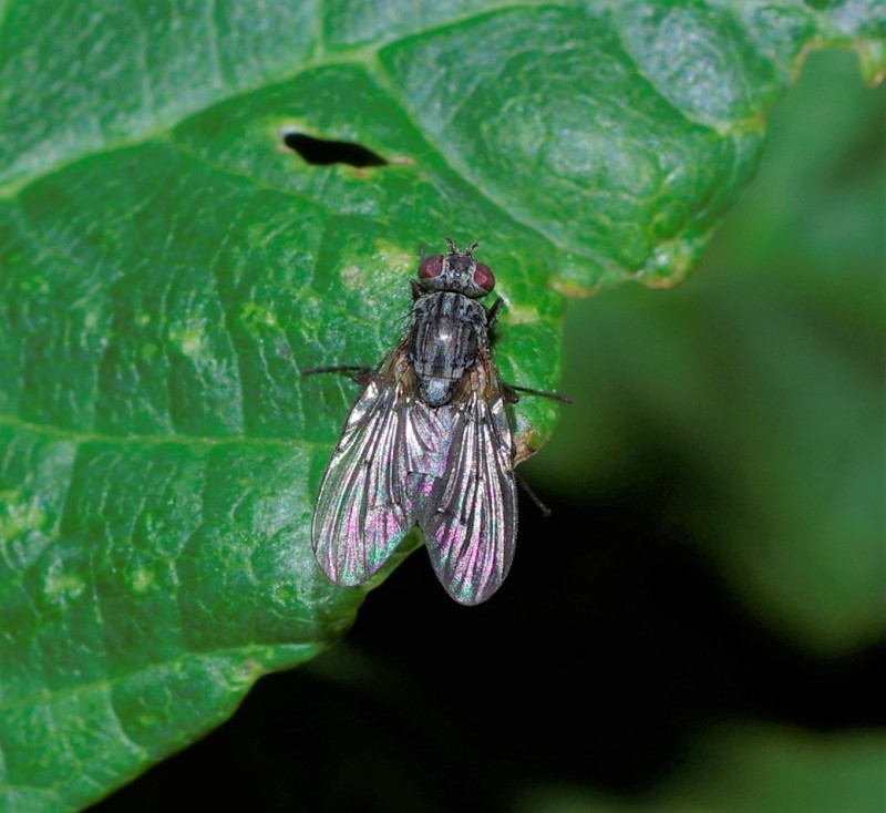 5a7ac8d6f3-insect01out-2-.jpg